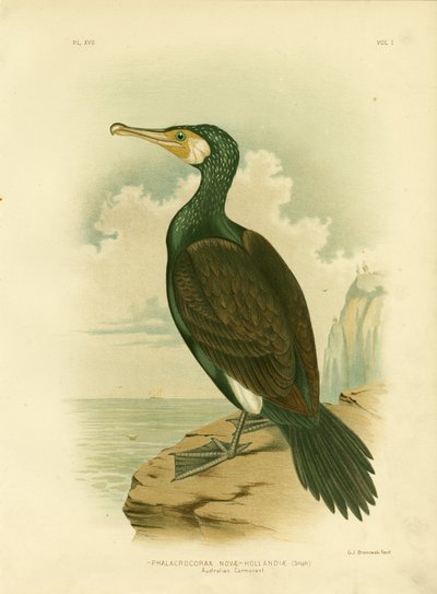 Cormorano australiano, 1891 da Gracius Broinowski